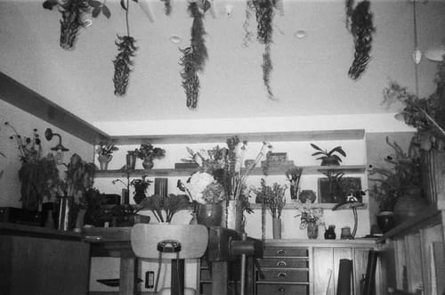 A room filled with hanging dried flowers and potted plants